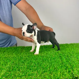 Boston Terrier - Yacco
