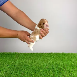 Cavalier King Charles Spaniel - Dina