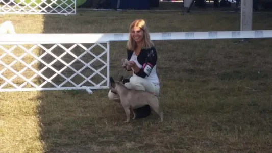 Kavapoo - Pinsch-bull Kennel