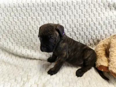 Cane Corso Italiano - Forza Di Diavolo Elinor