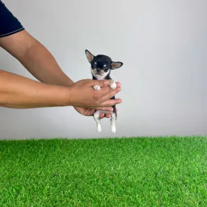 Chihuahua - Lindra