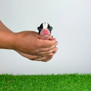 Boston Terrier - Koralle