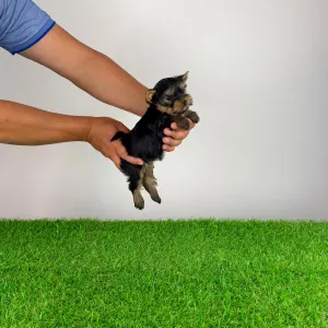 Yorkshire Terrier - Yosie