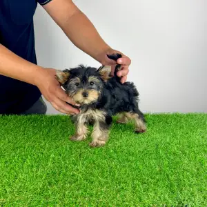 Yorkshire Terrier - Dora