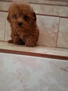 Maltipoo - Maltipoo Toy M