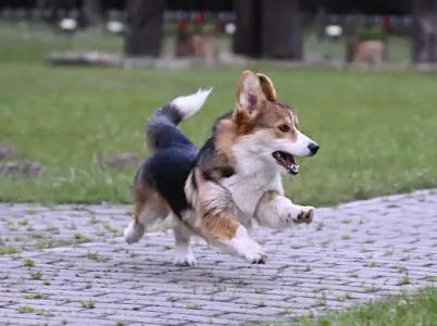 Welsh Corgi Pembroke - Hermes The Playful From Farm Of Happy Dogs