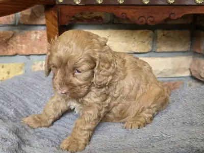 Cavapoo - Milky