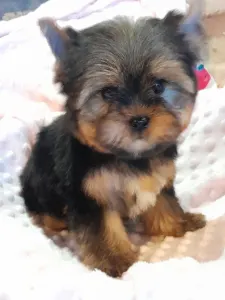 Yorkshire Terrier - Wind Power