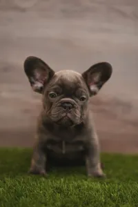 Bulldog francese - Mira 