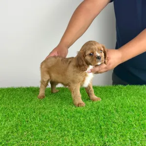 Cavalier King Charles Spaniel - Wimpie