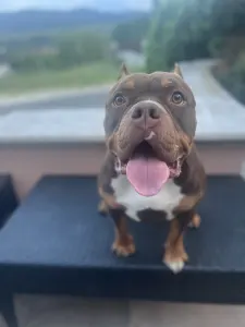 Amerikai Bully - Standard - Bullberry Kennel