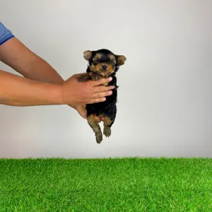 Yorkshire Terrier - Zico
