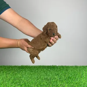 Poodle Miniature - Quelle