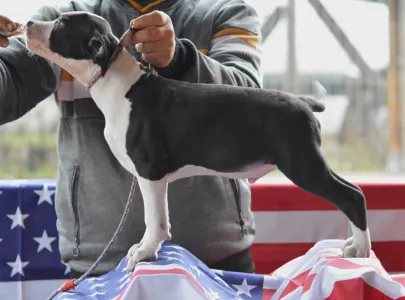 American Staffordshire Terrier - Christmas Dragons Arnold