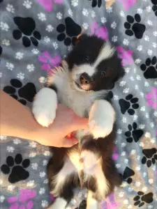 Border Collie - Dazzling Borders Artistic Mind 