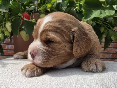 Cavapoo - Málna