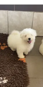Coton de Tulear - Macaron