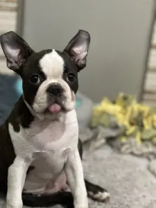 Boston Terrier - Yumba Nero Di Angelo