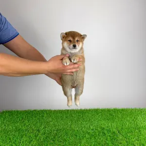 Shiba - Lizzy