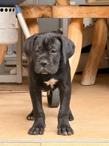Cane Corso Italiano - Tina