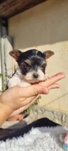 Biewer Terrier - Odin