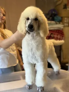 Grosspudel - White Girl