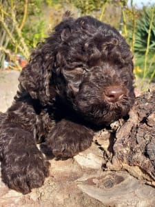 Lagotto Romagnolo - Arni