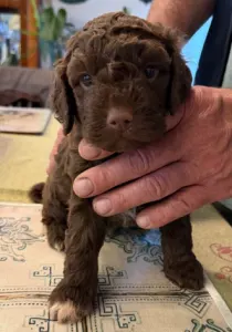 Lagotto Romagnolo - Argo