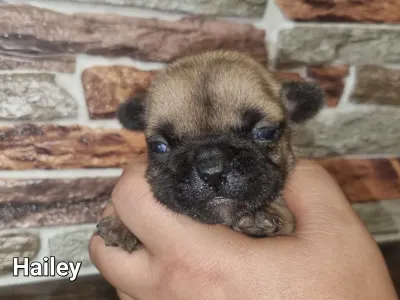 Buldog francuski - Hailey