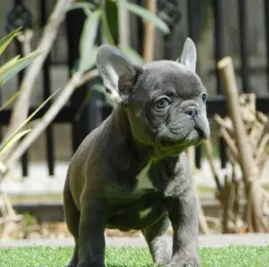 Francouzský buldoček - Chloe