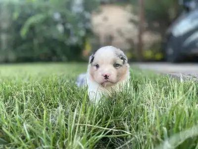 Australian Shepherd - Honour For The Brave Morris