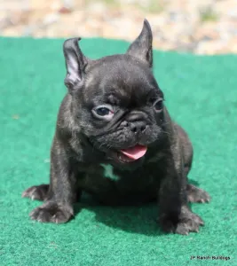 French Bulldog - Barney