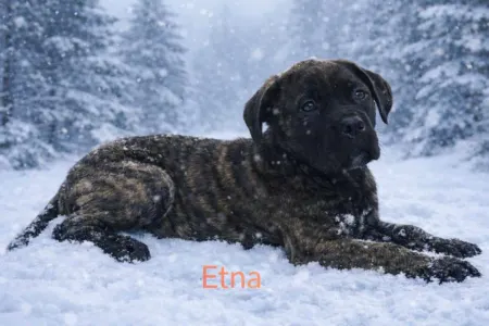 Cane Corso Italiano - Forza Di Diavolo Etna