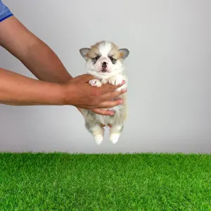 Pembroke Welsh Corgi - Zarek