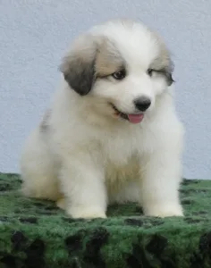 Pyrenean Mountain Dog - Candybelldream El Bundy