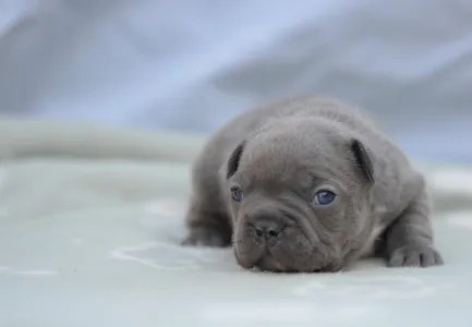 Bulldog francez - Montclair