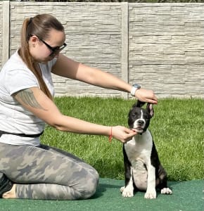 American Staffordshire Terrier - Beverly Of Fianna Team