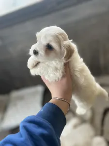 Coton de Tulear - Menton