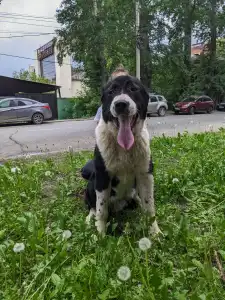Cane da pastore dell'Asia centrale - Gaplan Iz Zamka Larisi