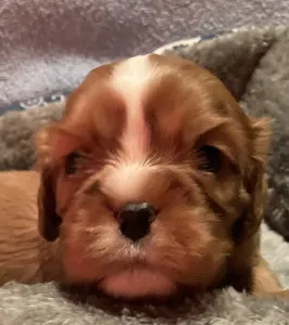 Cavalier King Charles Spaniel - Dancy