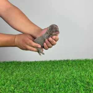Chihuahua - Kasper