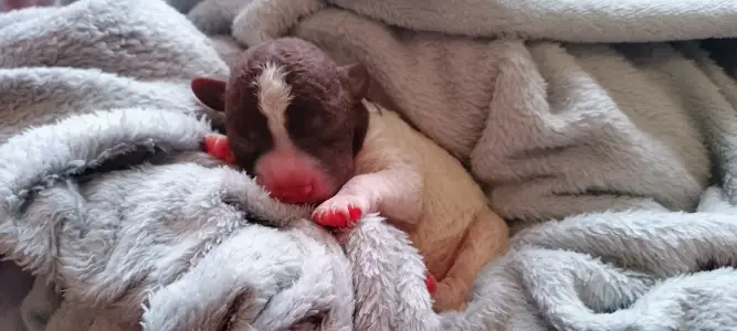 Lagotto Romagnolo - Lagotto Passion Belle Amie Fanny 