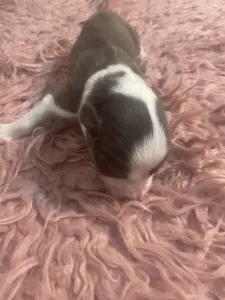 Border Collie - Barna Szuka 1.