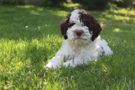 Romagna Water Dog - Tomborgotto Argo 