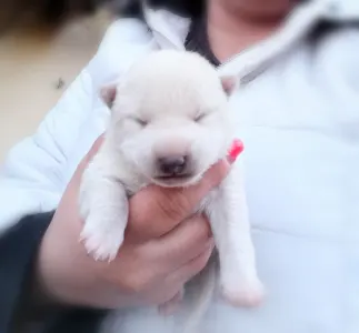 Shiba Inu - Scamp Crowd G,. 