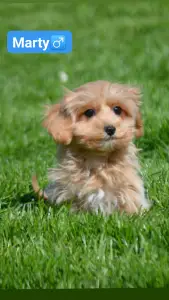 Maltipoo - Marty