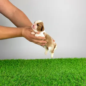 Cavalier King Charles Spaniel - Frida