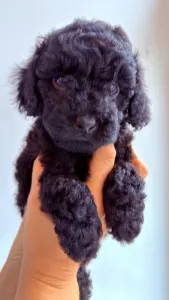 Той-пудель - Rafael Royal Legend Of The Kanis