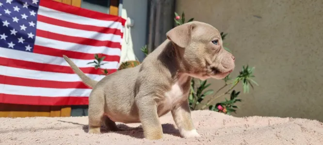 American Bully - Pocket - Zafír