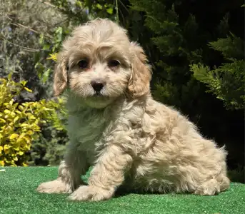 Cavapoo - Flora